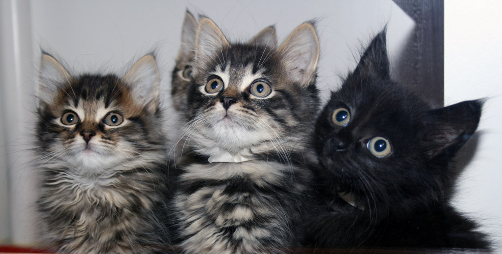 27 Top Pictures Group Of Cats Called - We Answer Google's Top Cat Questions of 2014 - Catster