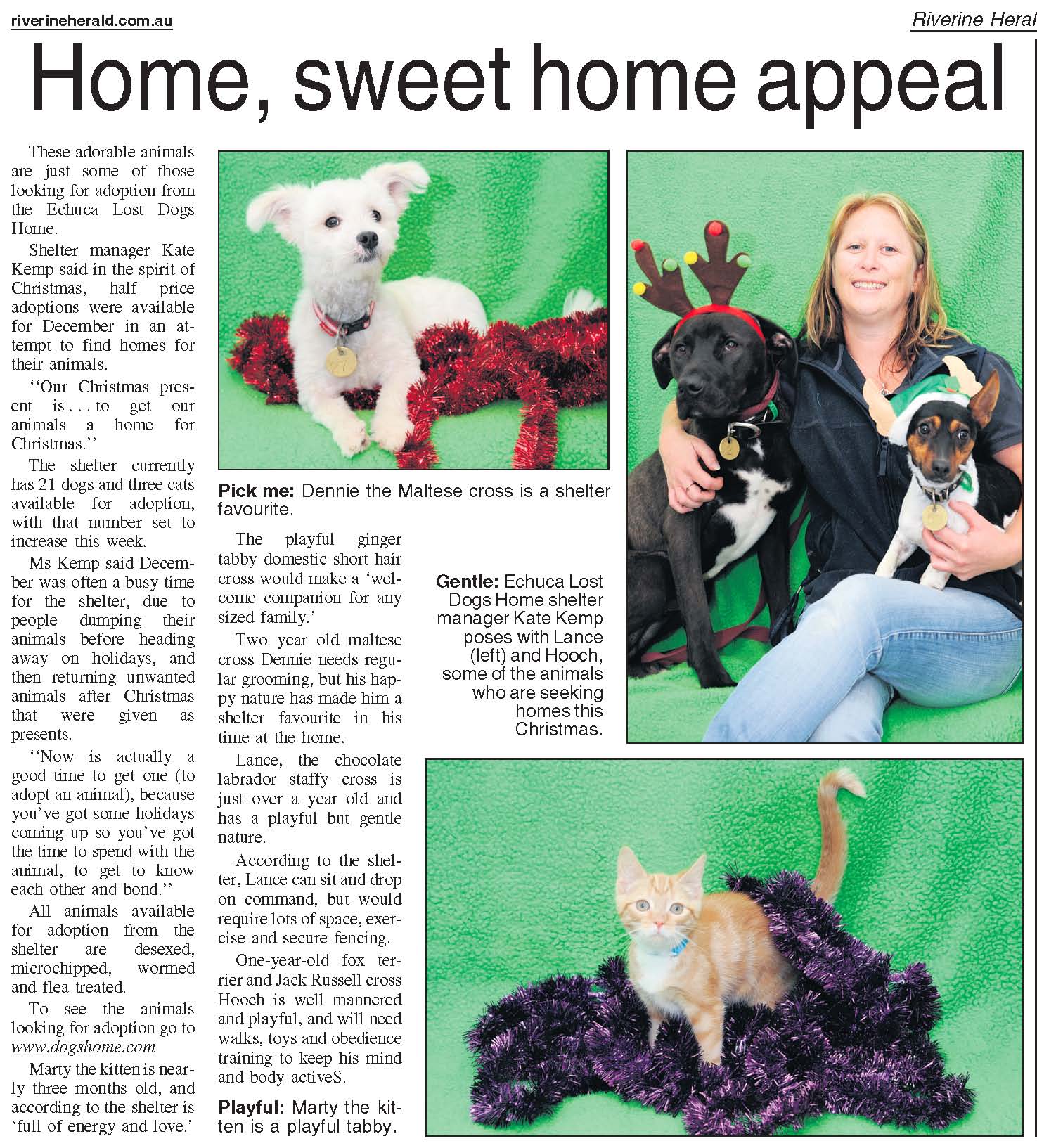 Echuca's lost cats and dogs need home for Christmas - Lost Dogs Home