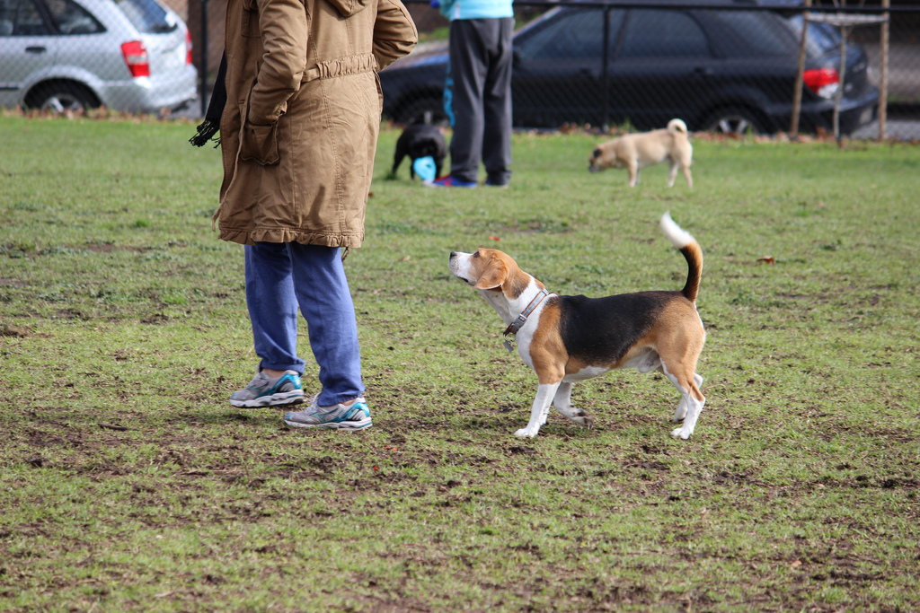 Beagle sales off lead