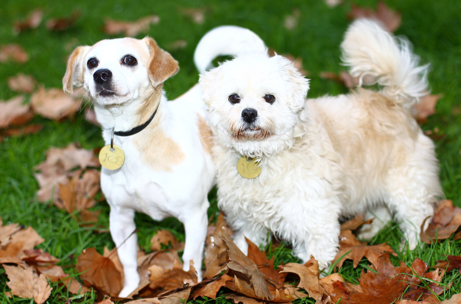 what is a bonded pair of dogs