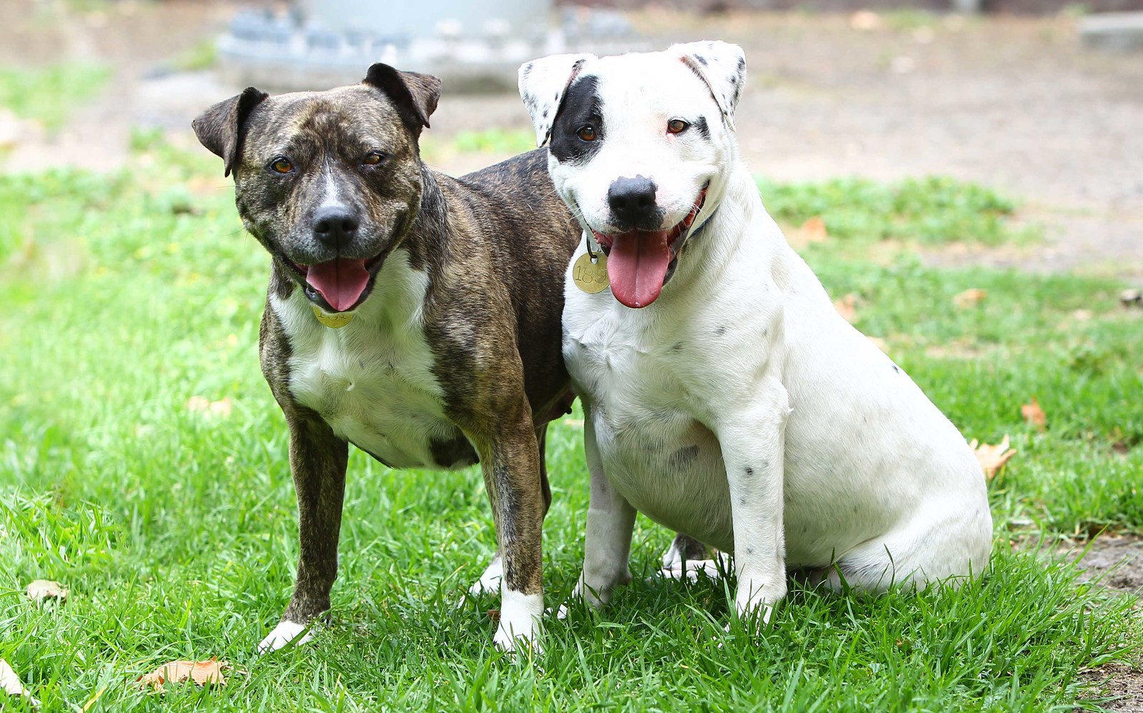 are staffordshire terriers good family dogs