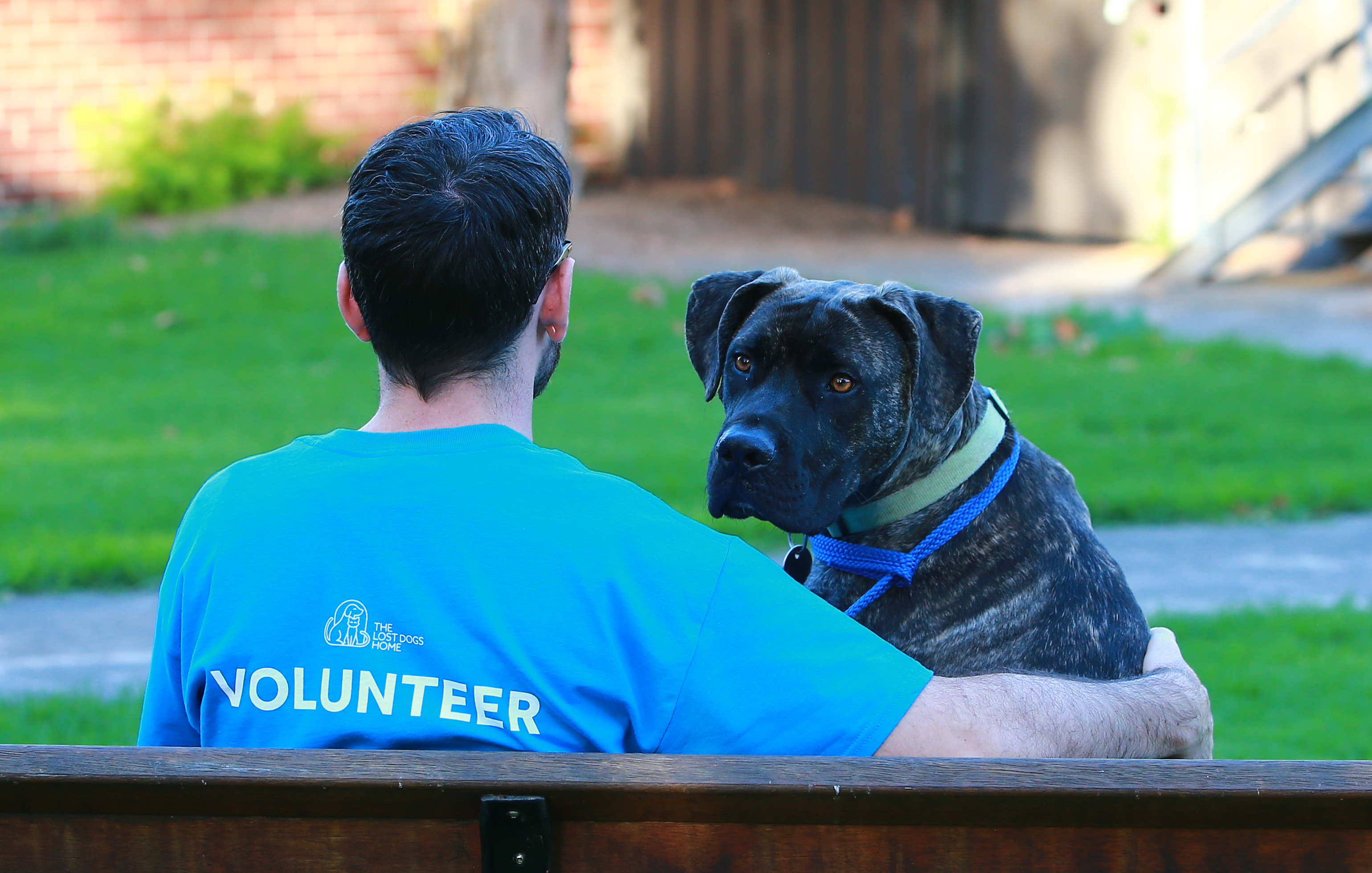 National Volunteer Week – Thank you! - Lost Dogs Home