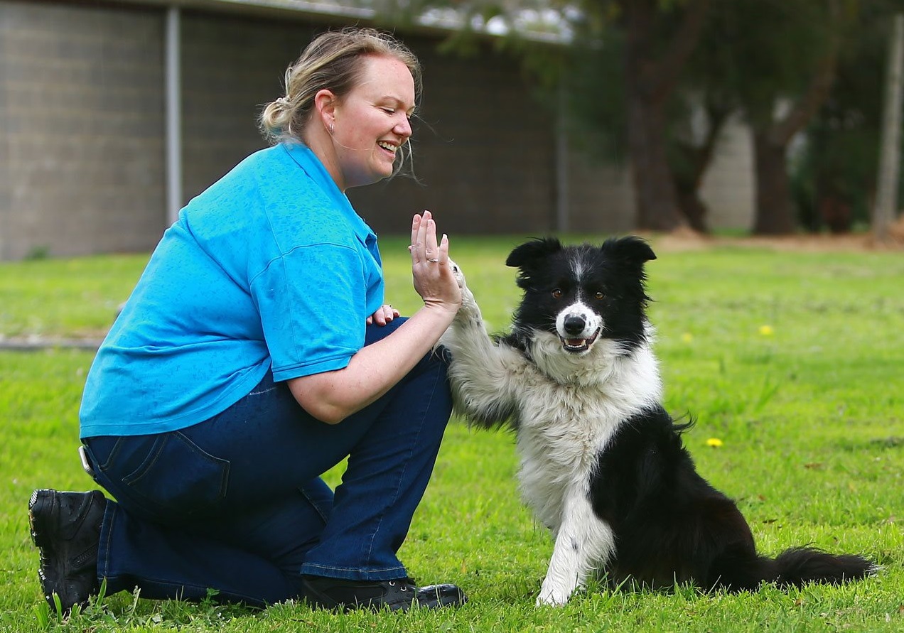 The lost sales dogs home adoption