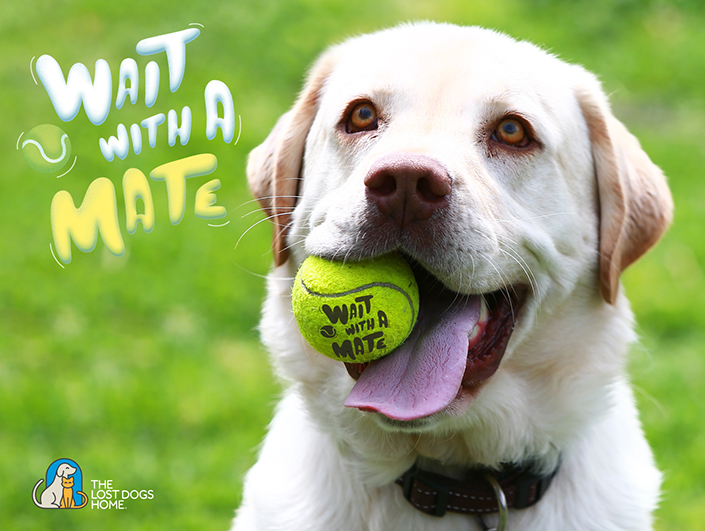 Wait With a Mate: The Home’s new pet adoption campaign launches today ...