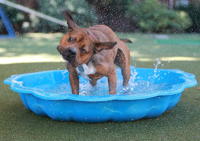 how to take care of pet dogs in summer