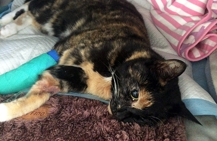 Stray cat Hope survives suspected snake bite
