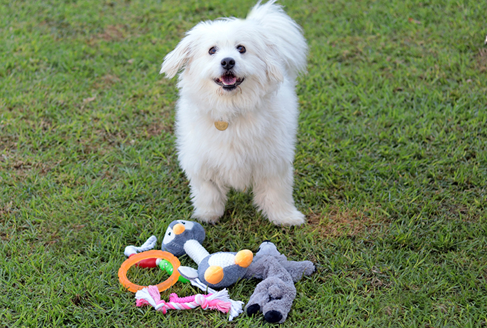 Donating dog outlet toys