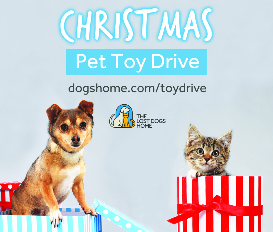 Pets At Home Christmas Dog Toys Anna Blog