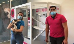 A Lost Dogs Home staff member holding a cat stands next to a Petstock staff member in front of a cat enclosure