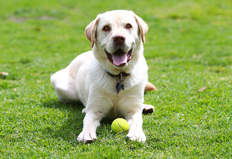 how can we prevent obesity in dogs