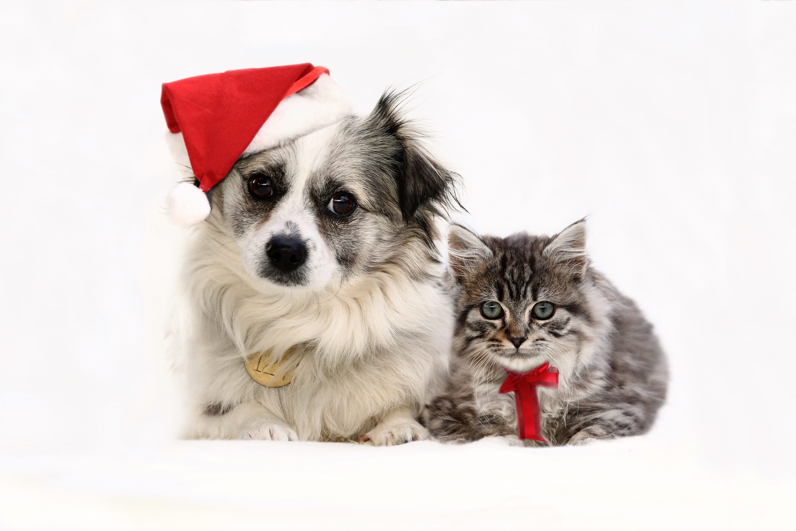 https://dogshome.com/wp-content/uploads/2021/12/D74W9735_donor-xmas-photo_1-scaled.jpg