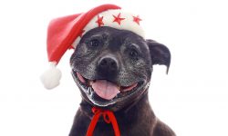 A dark-coloured staffy dog smiles while wearing a red santa har