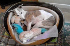 [Alt image text: Lee’s beloved Whippet Harry, curled up in his dog bed. Lee has included a bequest gift in her Will to remember the love she still feels for Harry.]