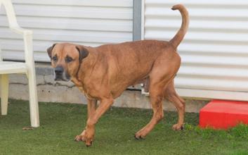 dog adoption photo