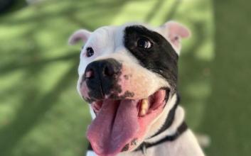 dog adoption photo
