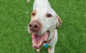 dog adoption photo