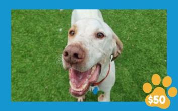 dog adoption photo