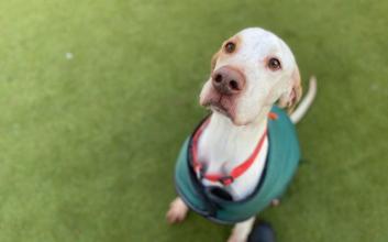 dog adoption photo