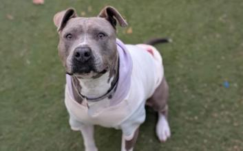 dog adoption photo