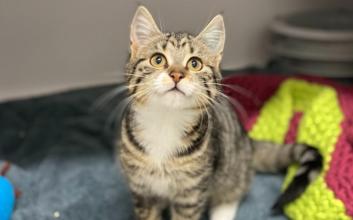 cat adoption photo