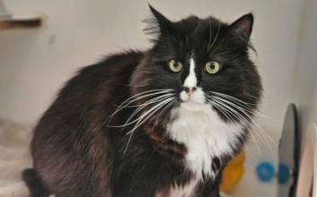 cat adoption photo