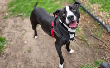 dog adoption photo