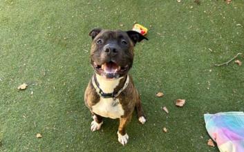 dog adoption photo