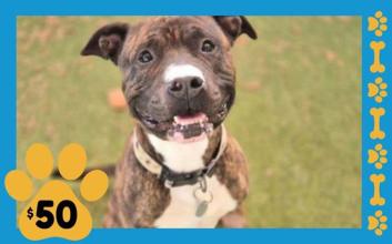 dog adoption photo