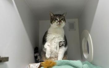 cat adoption photo