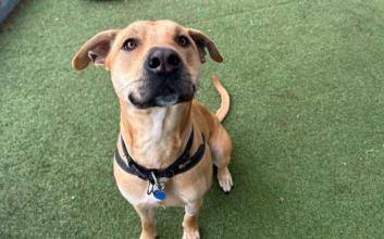 dog adoption photo