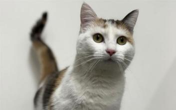 cat adoption photo