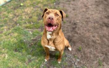 dog adoption photo