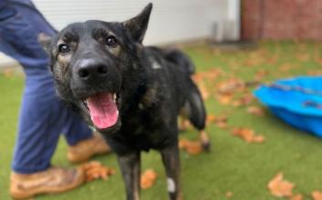 dog adoption photo