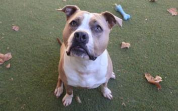 dog adoption photo