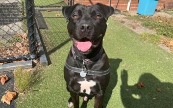 dog adoption photo