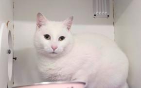 Malcolm Marshmellow