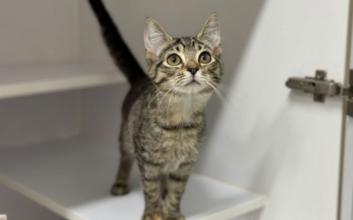 cat adoption photo