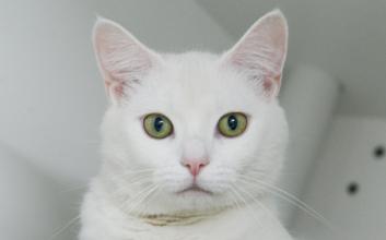 cat adoption photo