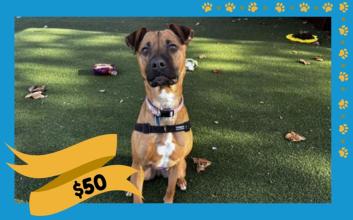 dog adoption photo
