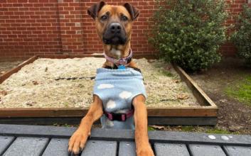 dog adoption photo