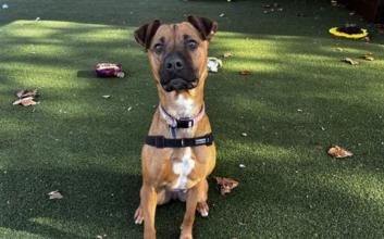 dog adoption photo