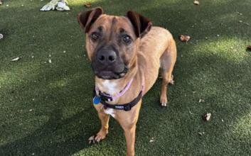 dog adoption photo