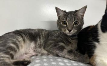 cat adoption photo