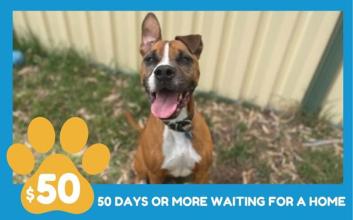 dog adoption photo