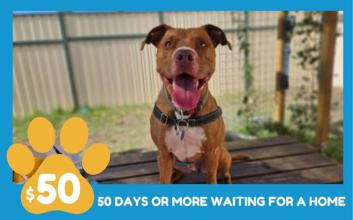 dog adoption photo