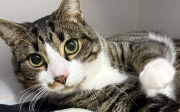 cat adoption photo