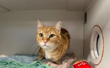 cat adoption photo