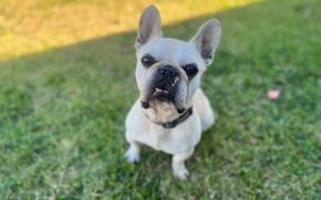 Frankie