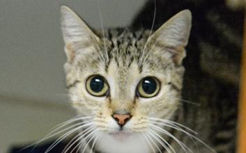 cat adoption photo