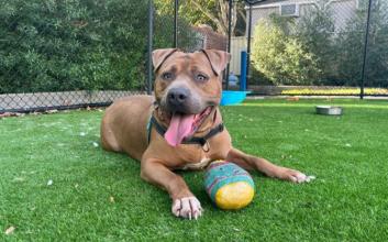dog adoption photo
